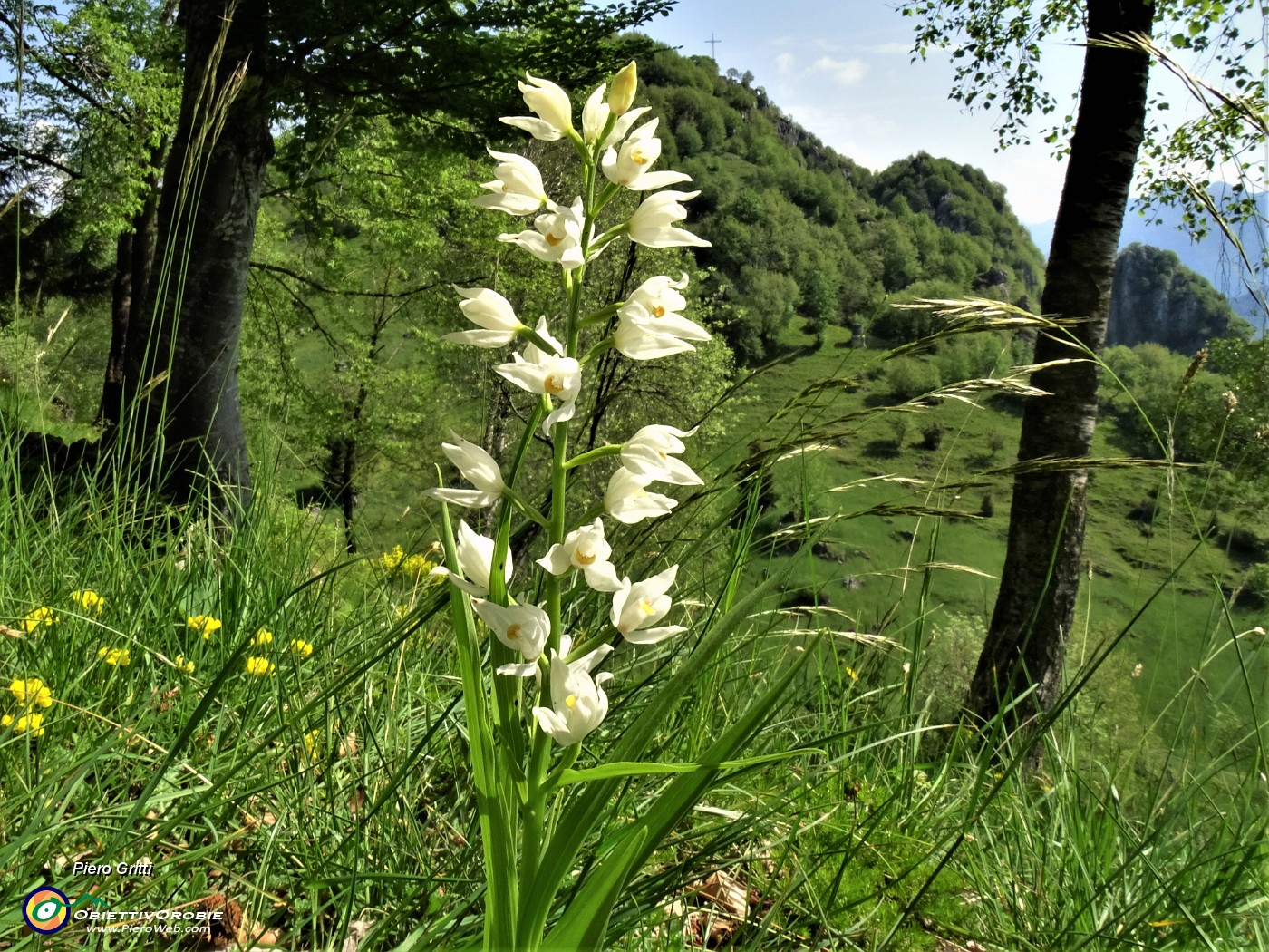 43 Cephalanthera longifollia (Cefalantera maggiore) con vista sul Monte Zucco .JPG